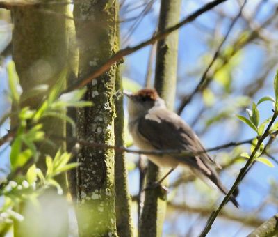 Warblers, Sylvia to Hippolais