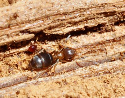 Lasius, Jordmyror