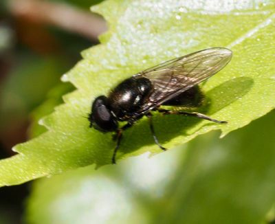 rtblomflugor, Cheilosia
