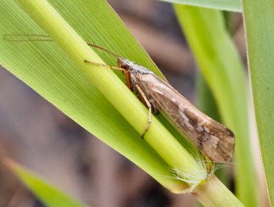 Limnephilus genus