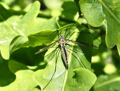 Craneflies,  (Tipulidae)