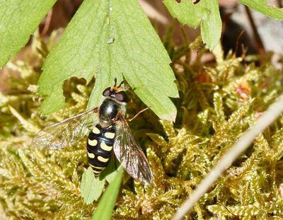 Eupeodes and Epistrophe genus, fltblomflugor och brynfltblomflugor