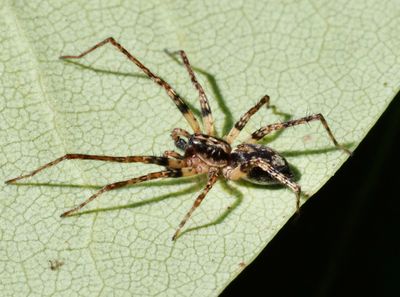 Buzzing spiders, Spökspindlar, Anyphaenidae