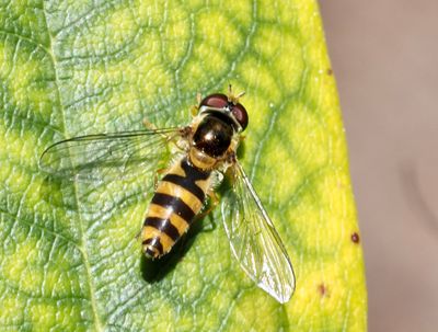 Syrphinae