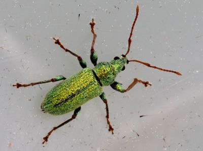 Entimininae, includes many genuses like Otiorhynchus, Polydrusus and Sitona