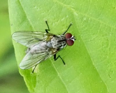 Blomsterflugor, Anthomyiidae