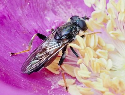 Vedblomflugor, Xylota