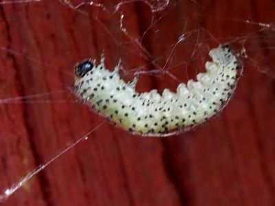 SAWFLIES, BLADSTEKLAR (Tenthredinidae)