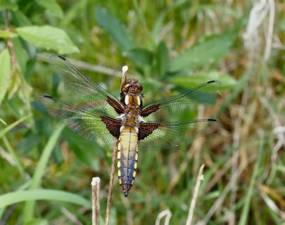 DRAGONFLIES