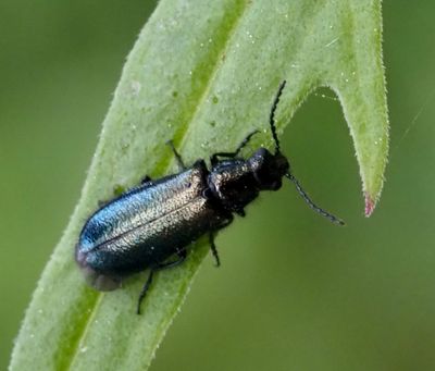 Melyridae, Borstbaggar