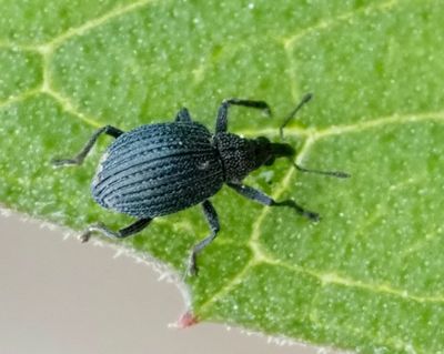 Apionidae, spetsvivlar