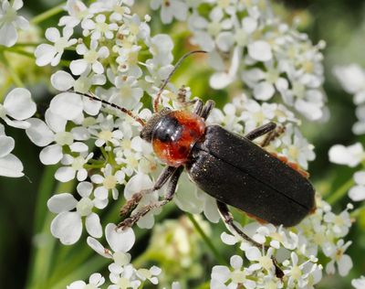 Soldier Beetles, Flugbaggar (Cantharidae)