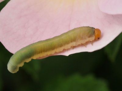 SAWFLIES, BLADSTEKLAR (Tenthredinidae)