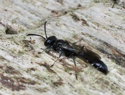 PARASITICA, Parasitsteklar, Parasitical wasps and ichneumon flies