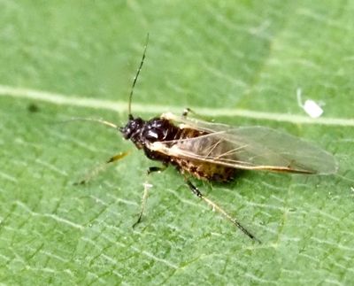 APHIDS, BLADLÖSS, Aphidoidea