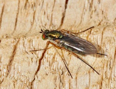 Styltflugor, Dolichopodidae