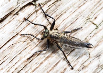 Swedish Robberflies, Rovflugor (ASILIDAE)