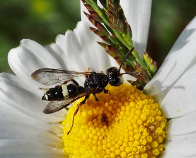 SPHECOID WASPS, ROVSTEKLAR, Spheciformes