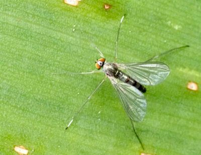 Styltflugor, Dolichopodidae