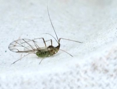 APHIDS, BLADLÖSS, Aphidoidea