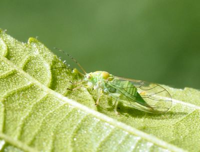 Bladloppor, PSYLLOIDEA