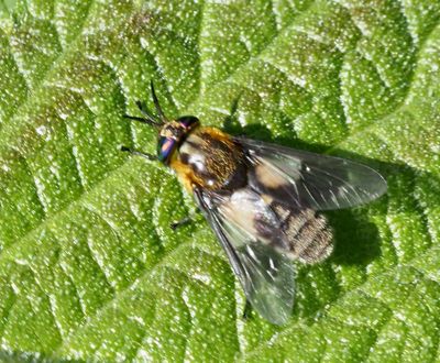 Horseflies, Bromsar (Tabanidae)
