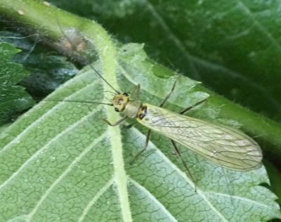 Stoneflies, Bäcksländor, Plecoptera