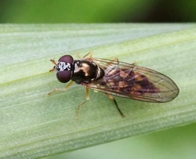 Syrphinae