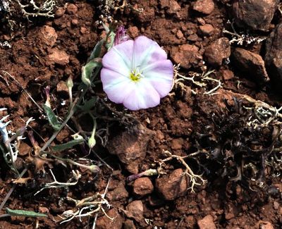 DICOTYLEDONS, Tvåhjärtbladigaväxter