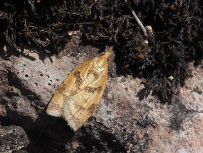 TORTRIX MOTHS in SWEDEN, VECKLARE (Tortricidae)