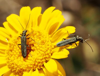 Flower Beetles, Blombaggar (Oedemeridae)