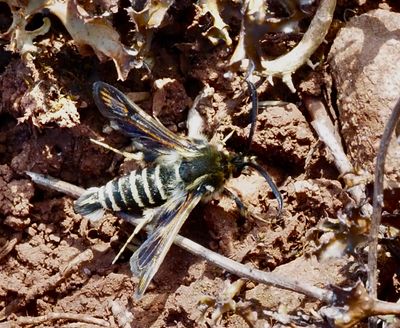 Clearwings in Sweden, Glasvingar (Sesiidae)