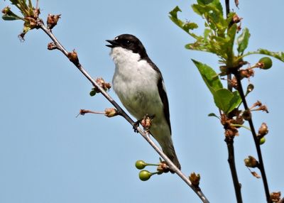 Svartvit flugsnappare, Pied flycatcher
