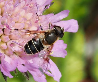 Slamblomflugor, Eristalinus and Eristalis