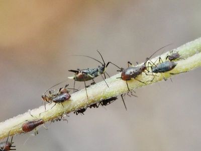 APHIDS, BLADLÖSS, Aphidoidea