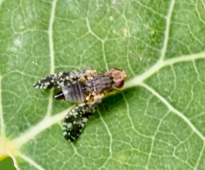 Borrflugor, Tephritidae