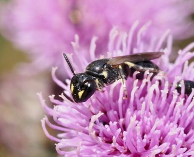 Hylaeus, Yellowface bees, Citronbin