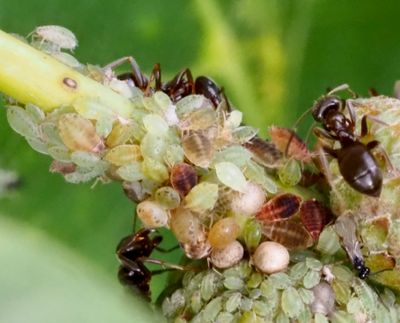 APHIDS, BLADLÖSS, Aphidoidea