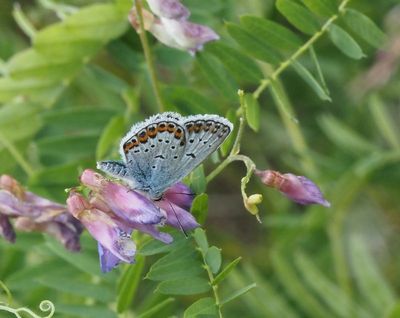 Blue Butterflies in Sweden, blåvingar, Polyommatini)