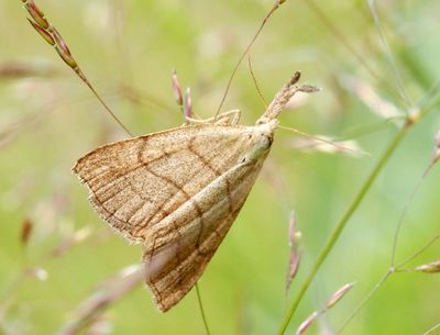 Rivulinae-Catocalinae