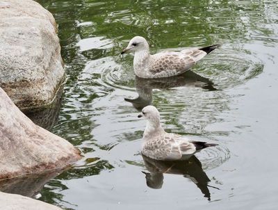 Black-headed gull, Skrattmås, Croicocephalus ridibundus