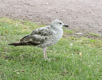 Gulls and Terns