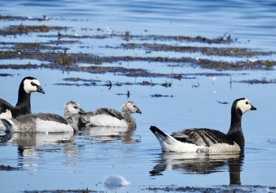 Barnacle Goose, Vitkindade gås, Branta leucopsis