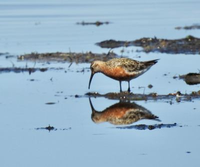 Curlew sandpiper, Calidris ferruginea, Spovsnäppa