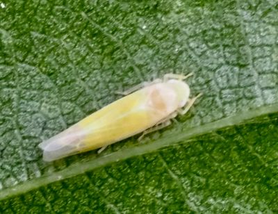 Leafhoppers, Dvärgstritar (Cicadellidae)