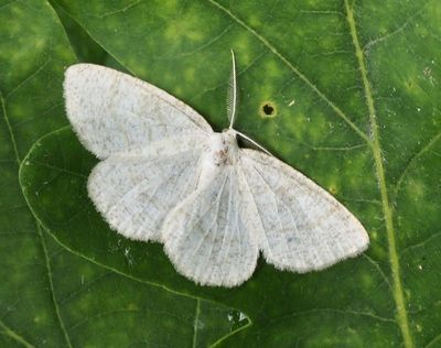 GEOMETRID MOTHS IN SWEDEN, Mätare