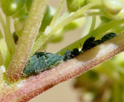 Aphis genus