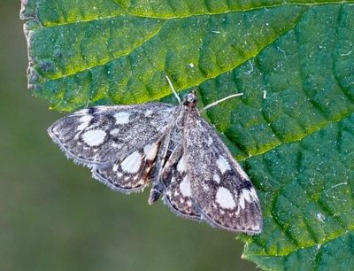 Grass Moths, Gräsmott (Crambidae)