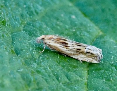 TORTRIX MOTHS in SWEDEN, VECKLARE (Tortricidae)