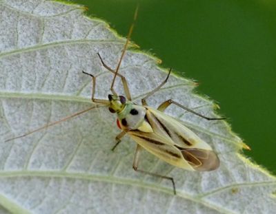 PLANT BUGS, ÄNGSKINNBAGGAR, (Miridae)